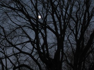 Twilight at Mount Auburn Cemetery